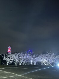 さくら。